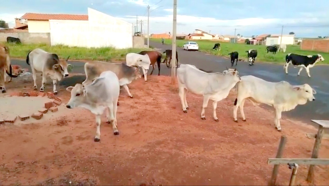 Prefeitura de Monteiro reforça serviço de apreensão de animais em vias públicas