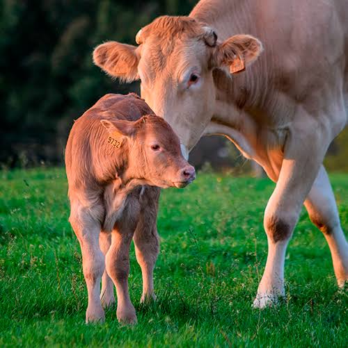 Secretaria de Agricultura: Monteiro oferta inseminação artificial gratuita em bovinos